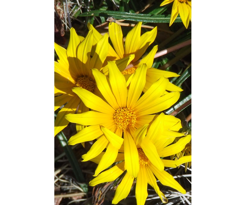 Colorado Gold Gazania